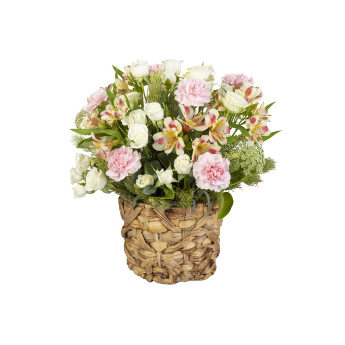 Delicate Carnations
