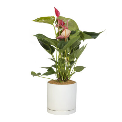 Flamingo Flower