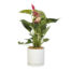 Flamingo Flower