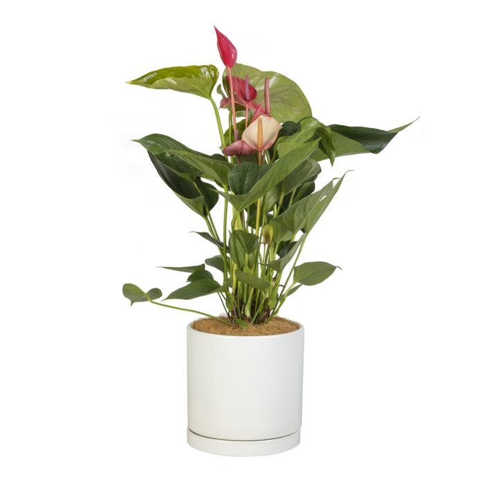 Flamingo Flower