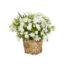 White Rose Basket